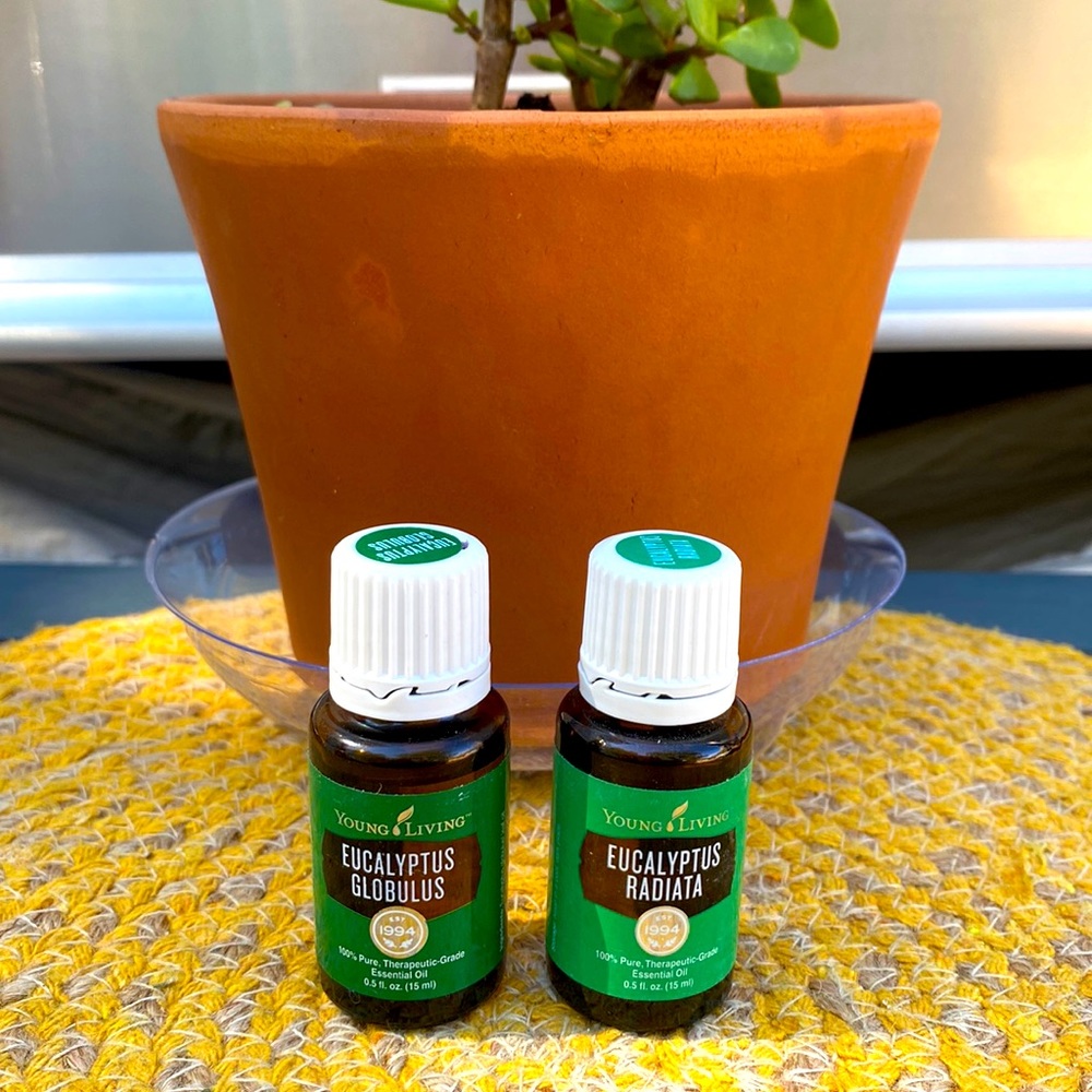 YL Eucalyptus Radiate and Eucalyptus Globulus  Essential Oils 15ml